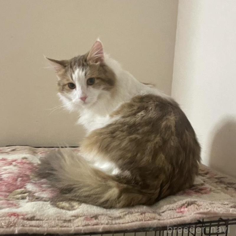 販売中の群馬県のサイベリアン-136718の5枚目