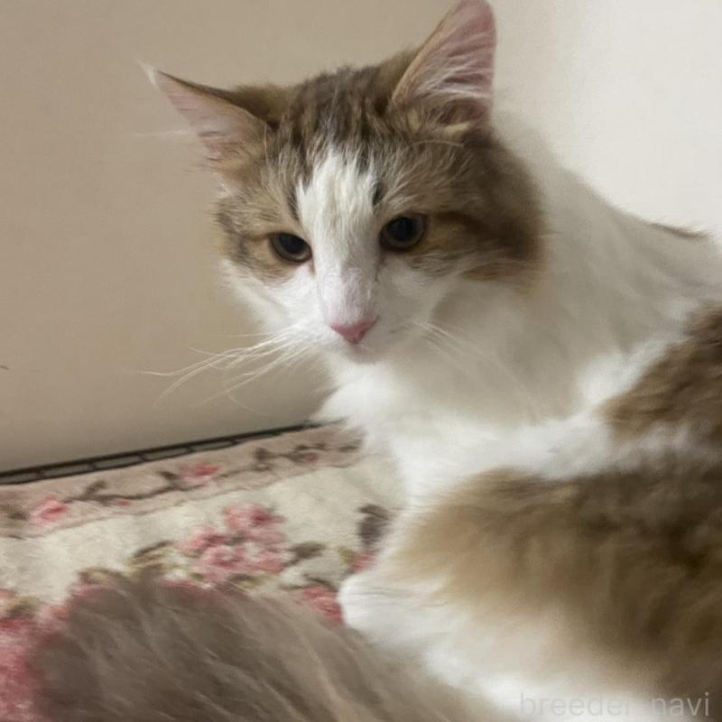 販売中の群馬県のサイベリアン-136718の4枚目