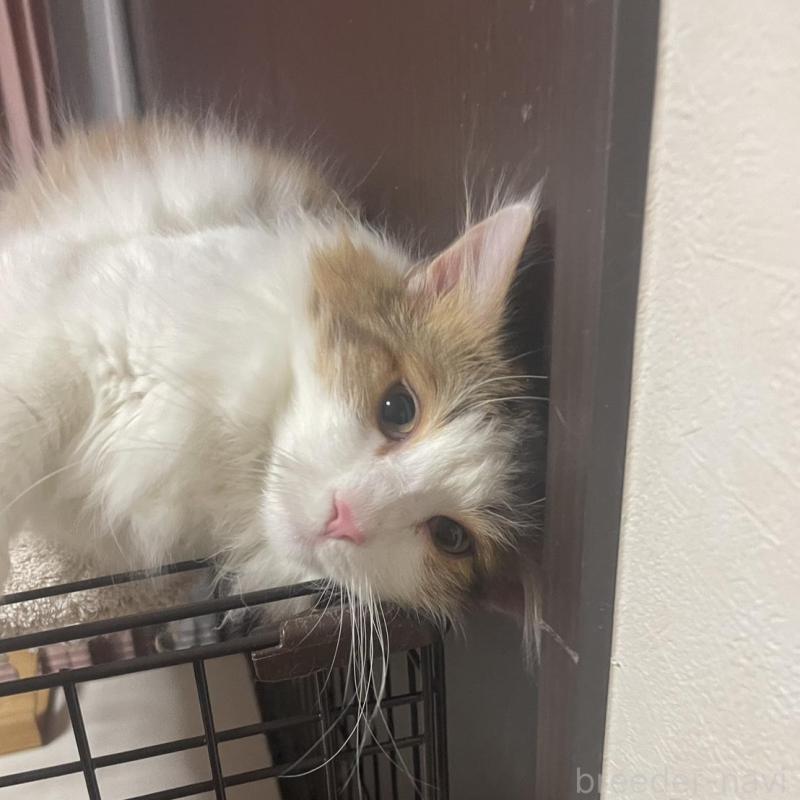 販売中の群馬県のサイベリアン-136718の3枚目