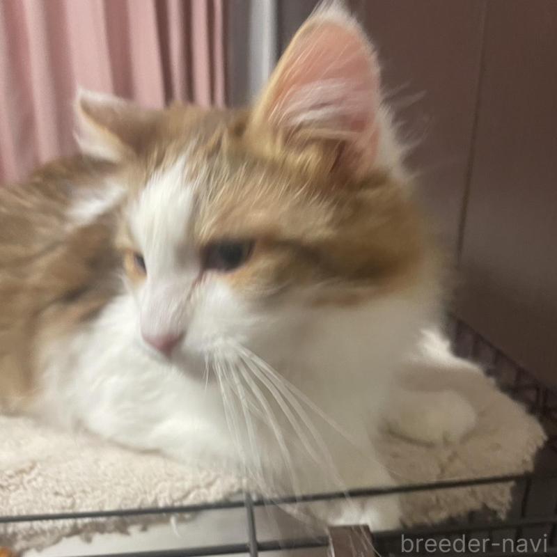 販売中の群馬県のサイベリアン-136718の2枚目