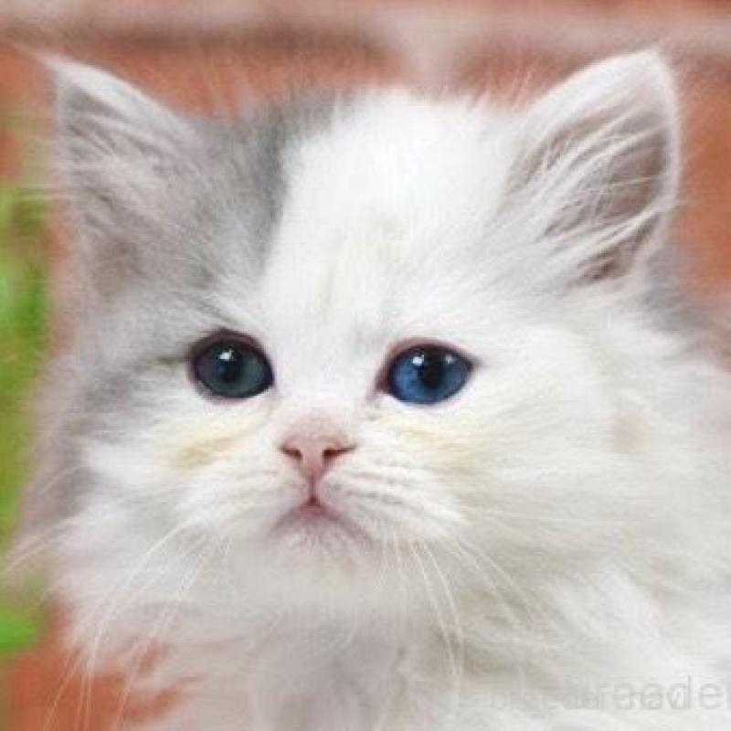 販売中の北海道のラガマフィン-136719