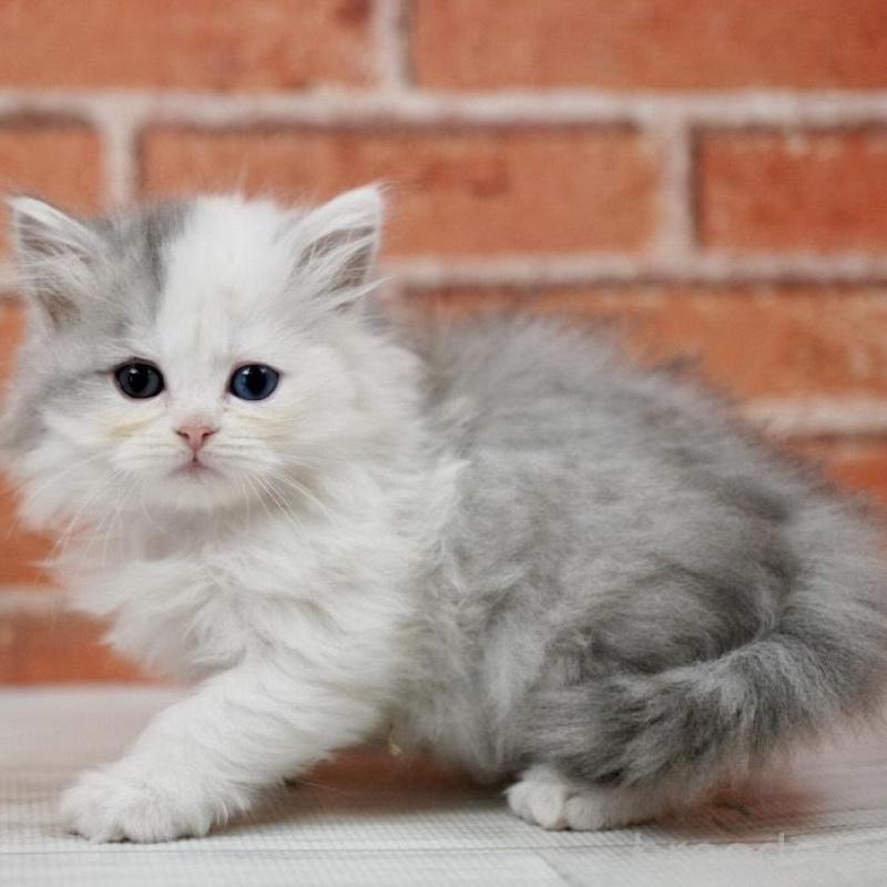 販売中の北海道のラガマフィン-136719の3枚目