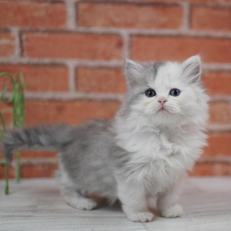 販売中の北海道のラガマフィン-136719の2枚目