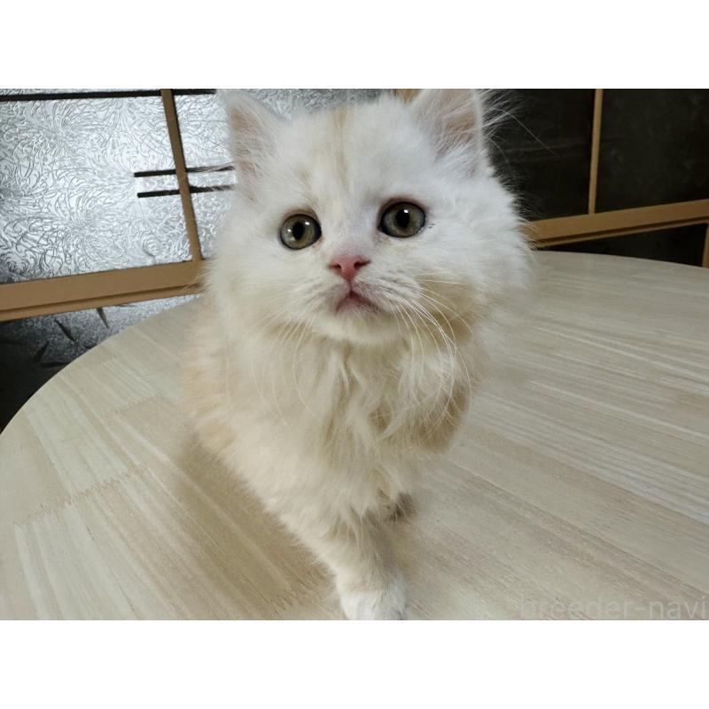 販売中の千葉県のマンチカン-133774の9枚目