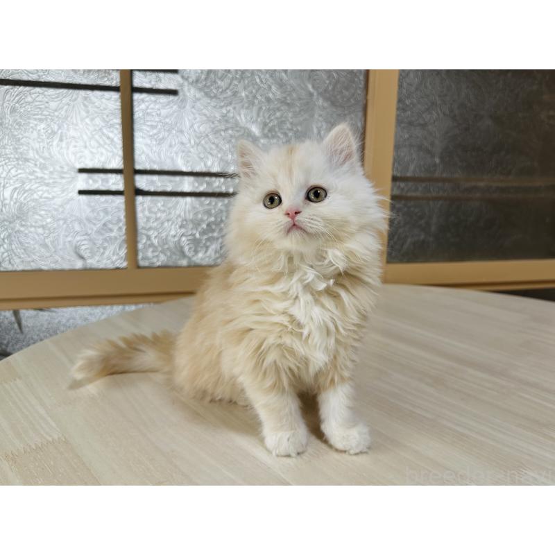 販売中の千葉県のマンチカン-133774の8枚目