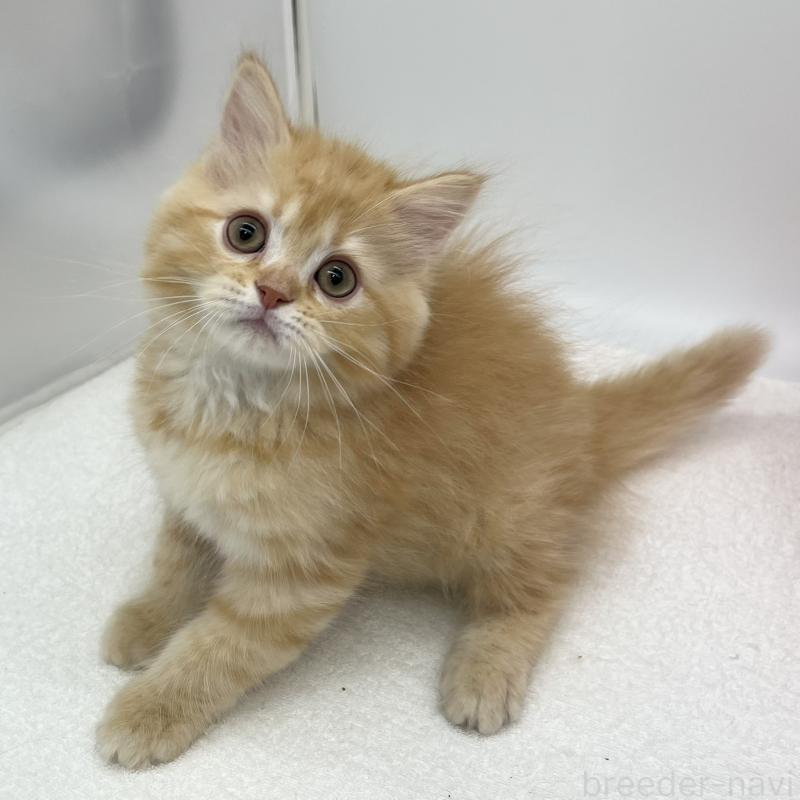 販売中の愛知県のマンチカン-136720の1枚目