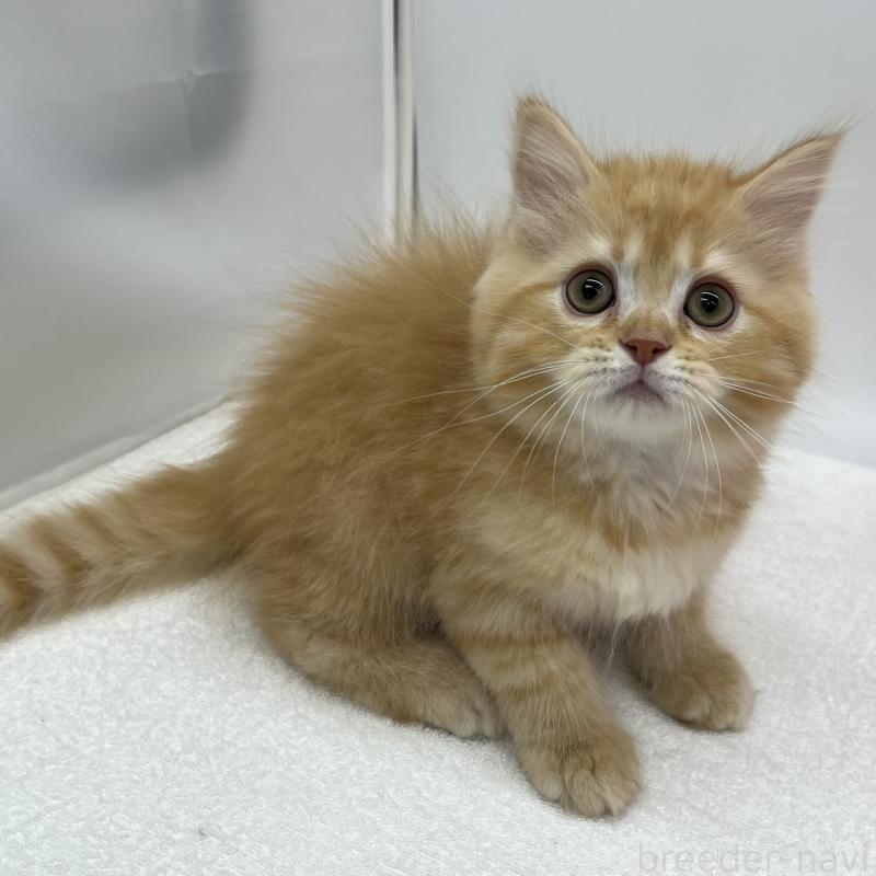 販売中の愛知県のマンチカン-136720の5枚目