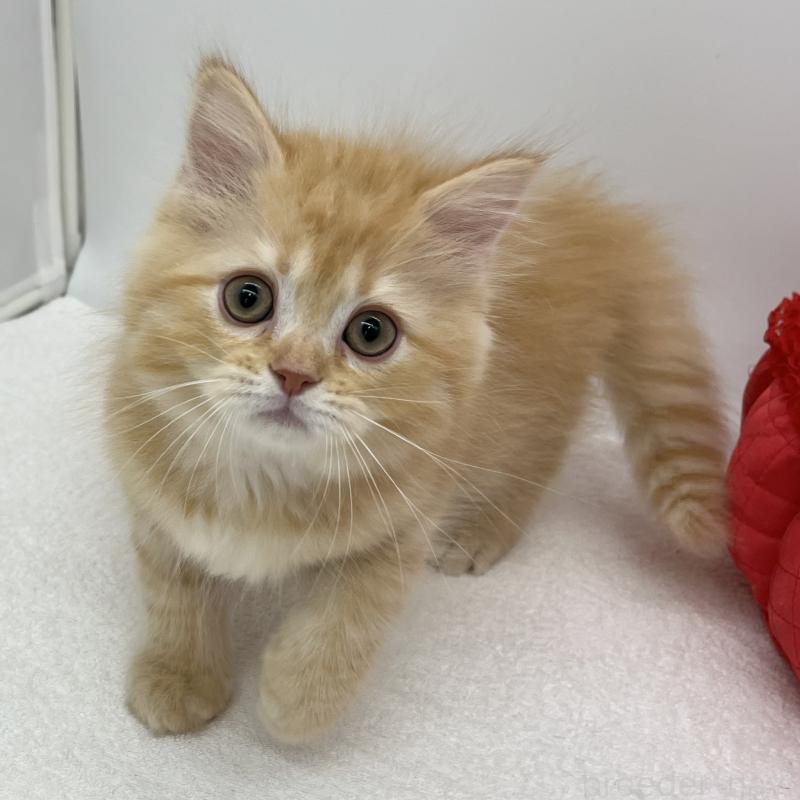 販売中の愛知県のマンチカン-136720の4枚目