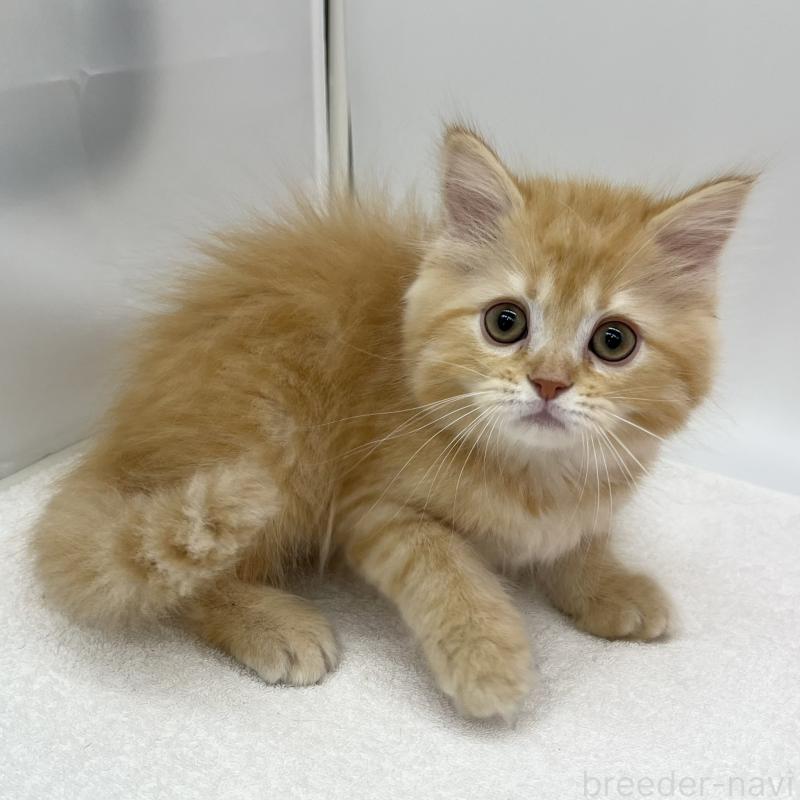 販売中の愛知県のマンチカン-136720の3枚目