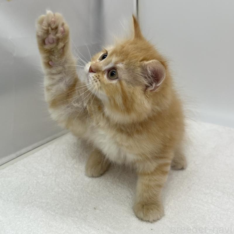 販売中の愛知県のマンチカン-136720の2枚目