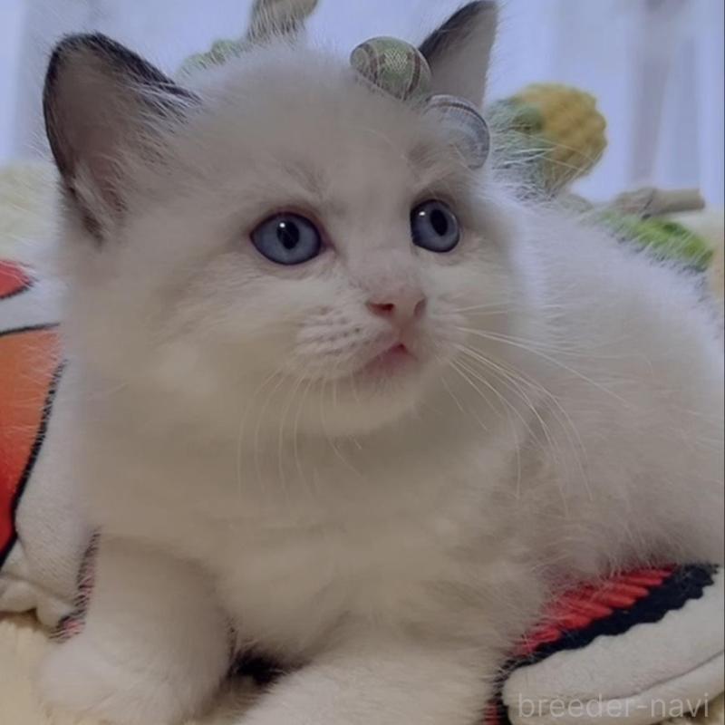 販売中の岐阜県のラグドール-136721の4枚目