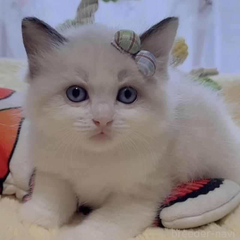 販売中の岐阜県のラグドール-136721の1枚目