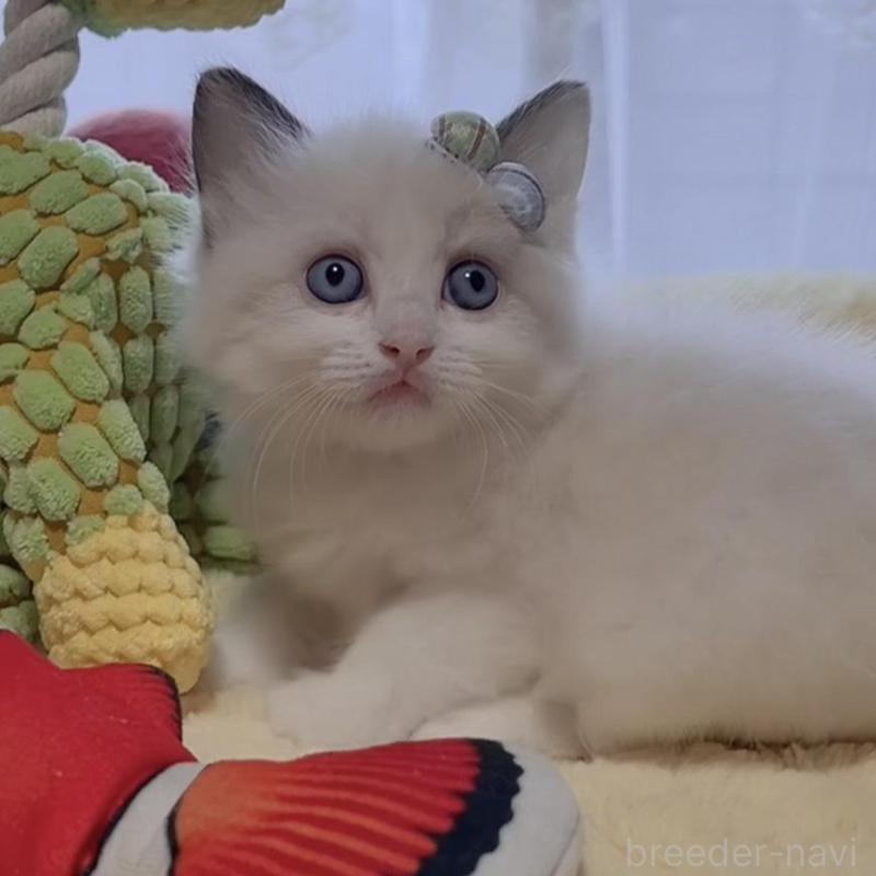 販売中の岐阜県のラグドール-136721の2枚目