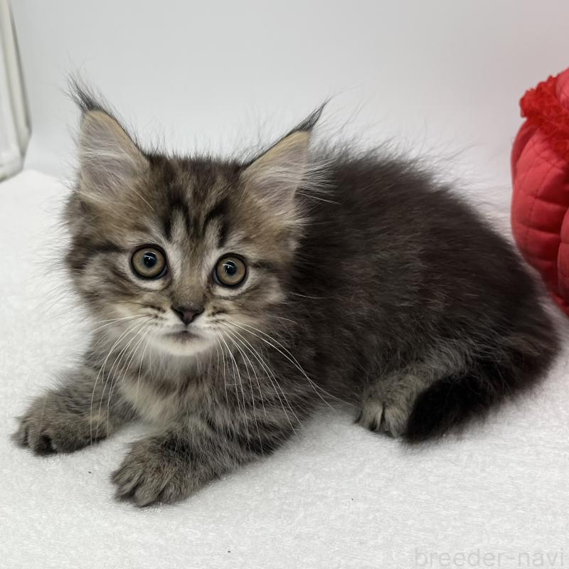 販売中の愛知県のマンチカン(短足)-136722の5枚目