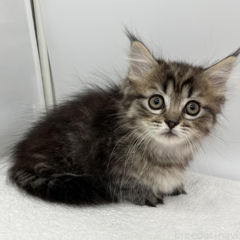 販売中の愛知県のマンチカン(短足)-136722の4枚目