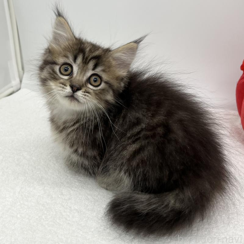 販売中の愛知県のマンチカン(短足)-136722の1枚目