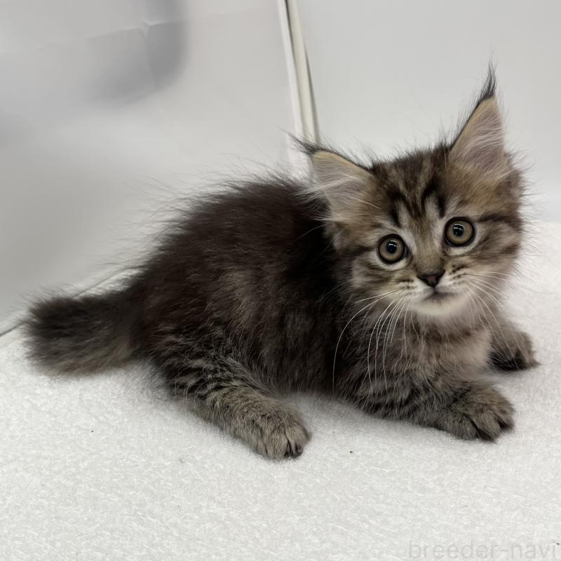 販売中の愛知県のマンチカン(短足)-136722の3枚目