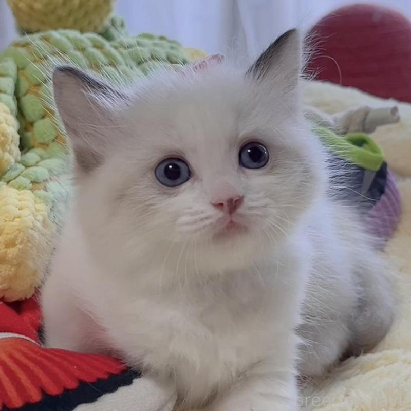 販売中の岐阜県のラグドール-136723の5枚目