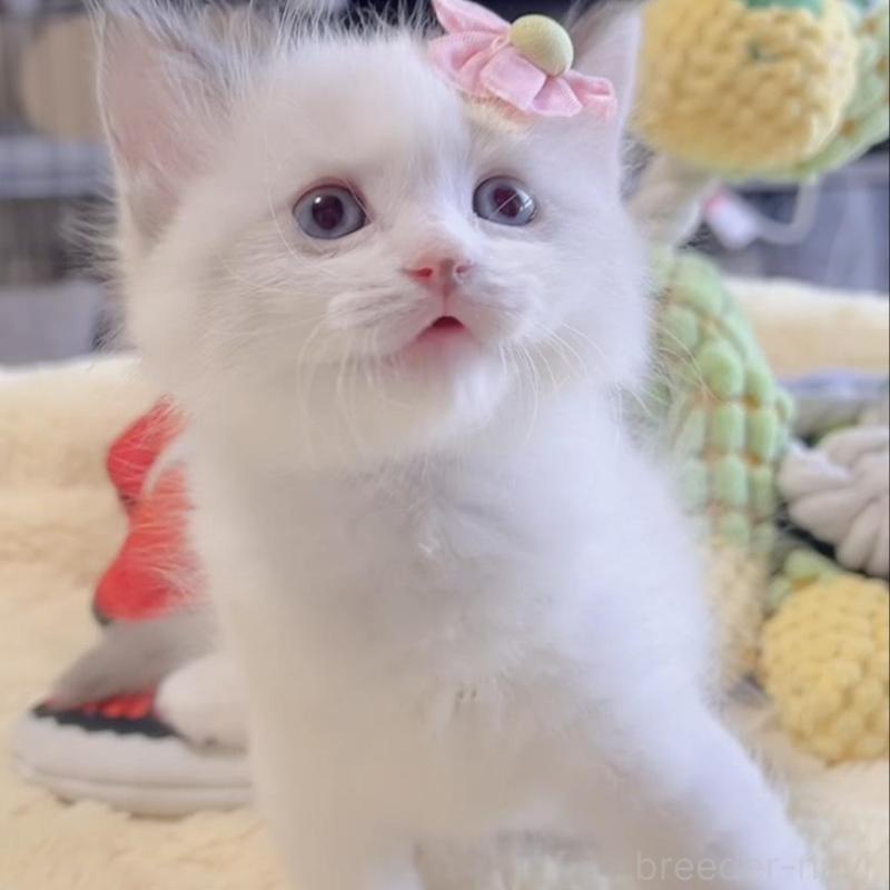 販売中の岐阜県のラグドール-136723の4枚目