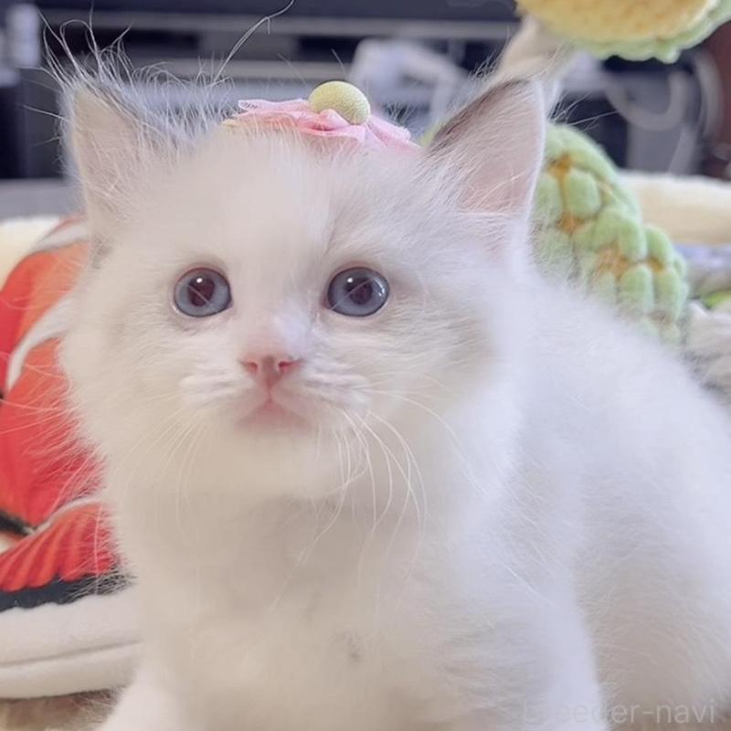 販売中の岐阜県のラグドール-136723の3枚目