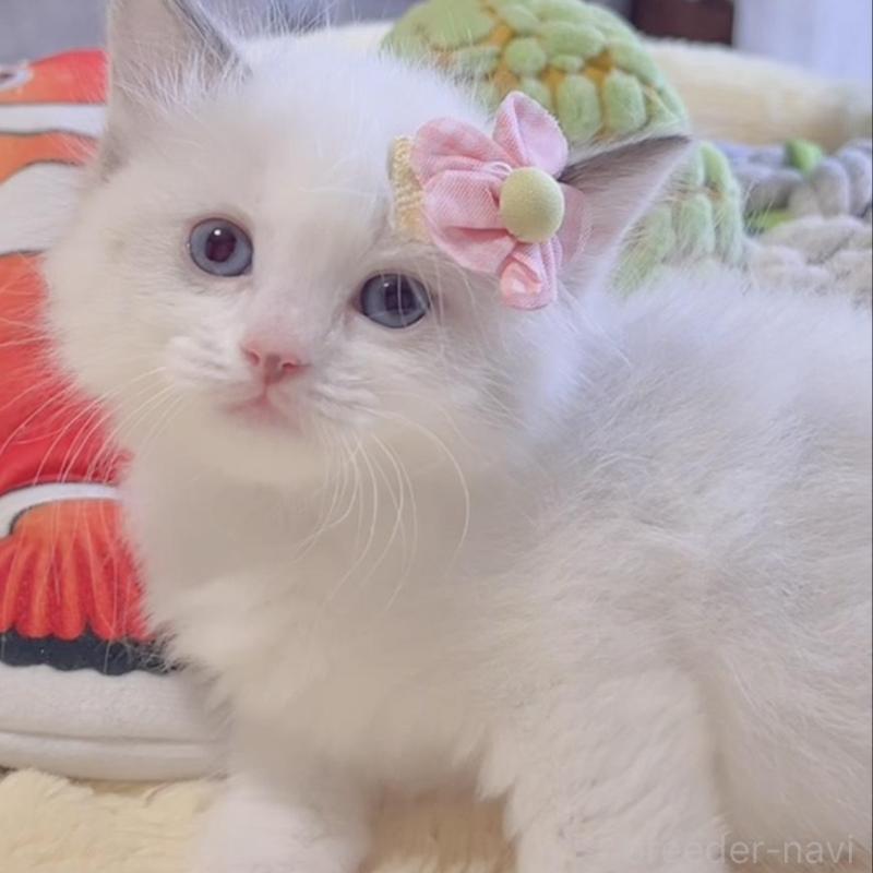 販売中の岐阜県のラグドール-136723の2枚目