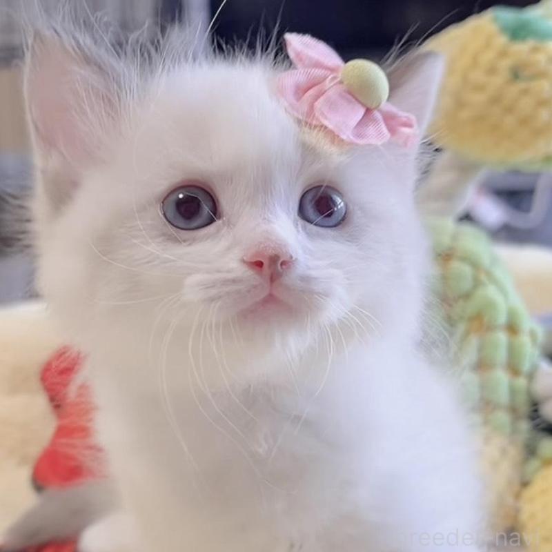 販売中の岐阜県のラグドール-136723の1枚目