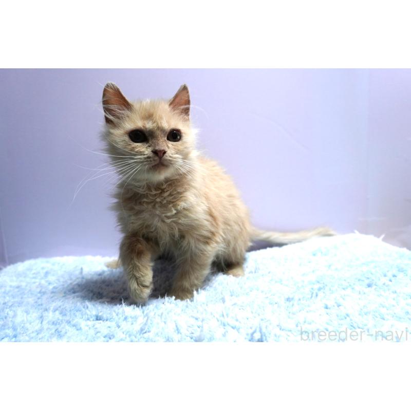 販売中の群馬県のミヌエット-129754