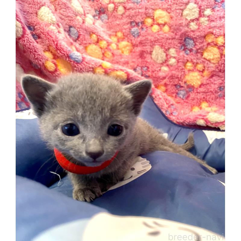 販売中の東京都のロシアンブルー-136805