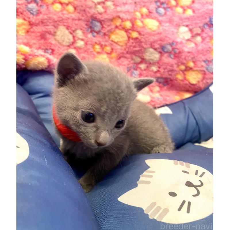 販売中の東京都のロシアンブルー-136805の13枚目