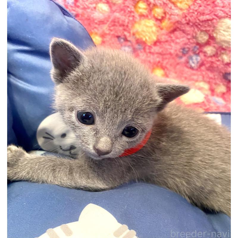 販売中の東京都のロシアンブルー-136805の12枚目