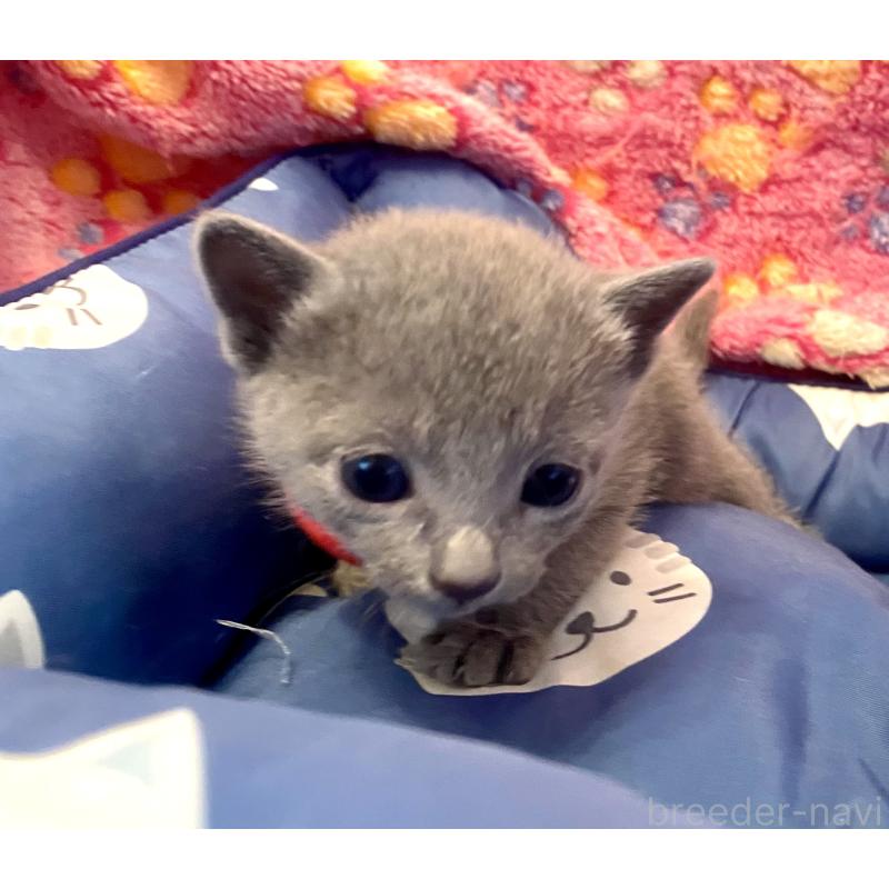 販売中の東京都のロシアンブルー-136805の10枚目