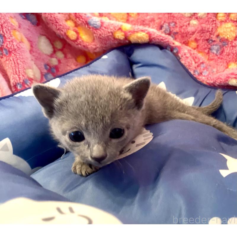 販売中の東京都のロシアンブルー-136805の9枚目