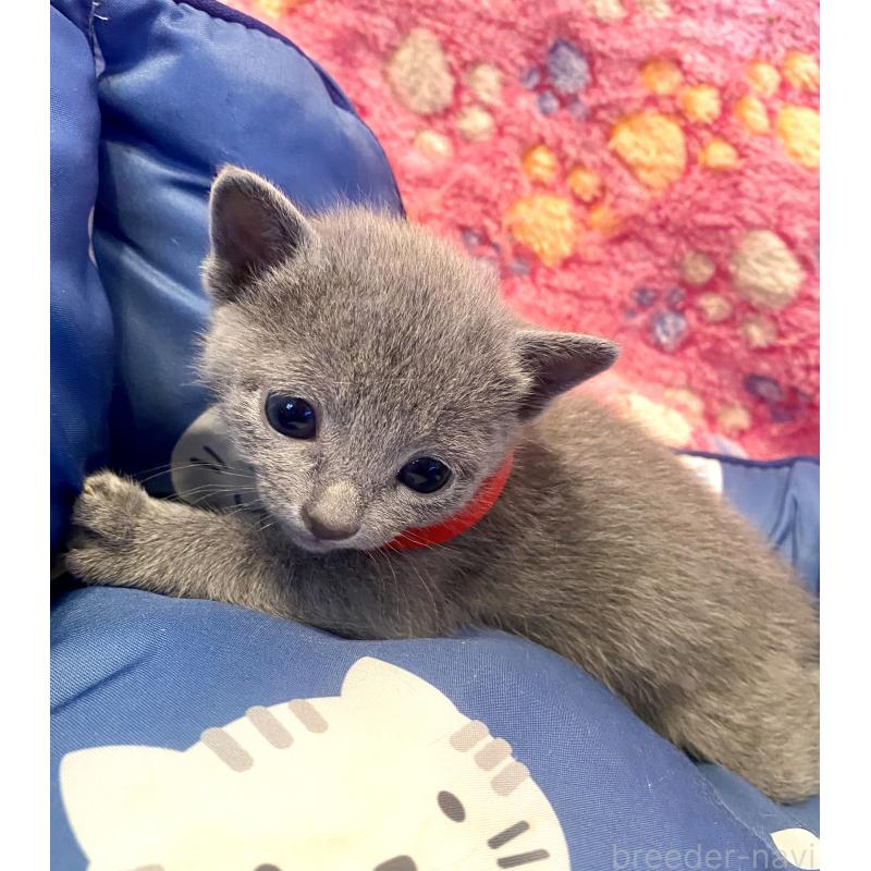 販売中の東京都のロシアンブルー-136805の8枚目