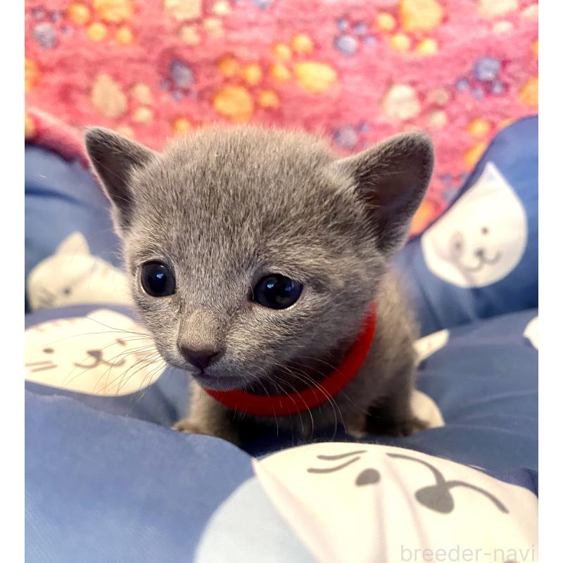 販売中の東京都のロシアンブルー-136805の7枚目