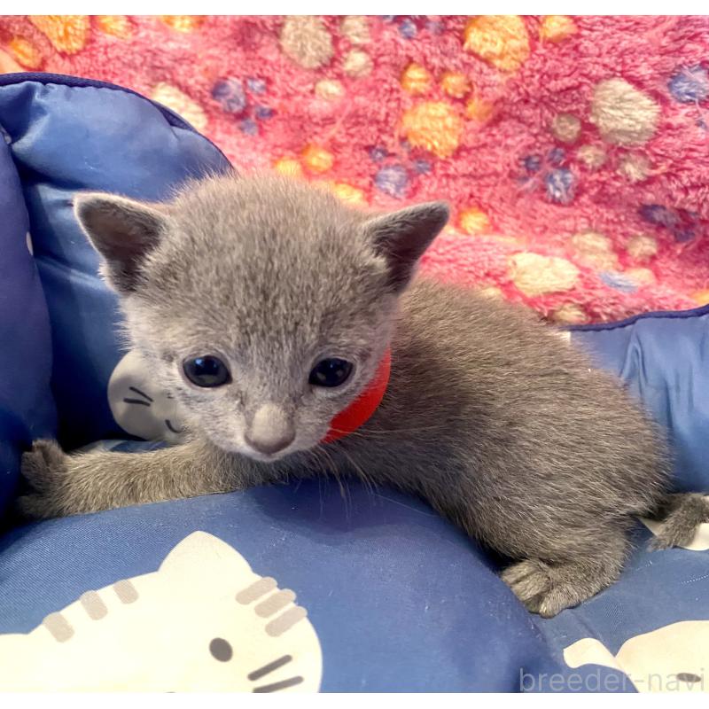 販売中の東京都のロシアンブルー-136805の6枚目