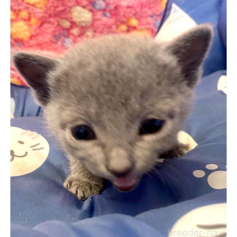 販売中の東京都のロシアンブルー-136805の5枚目