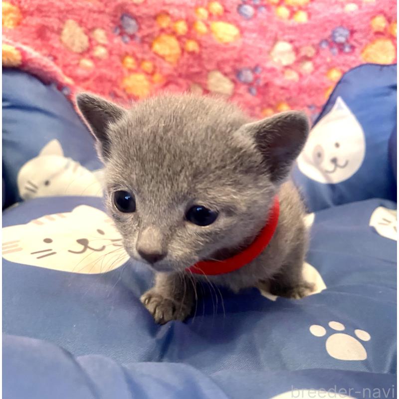 販売中の東京都のロシアンブルー-136805の4枚目