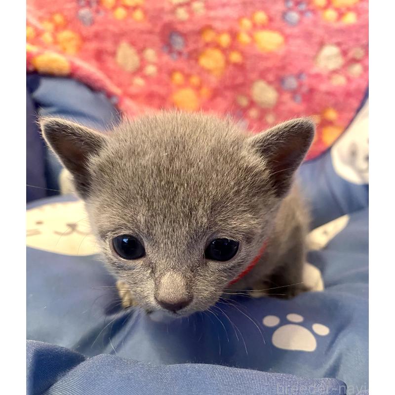 販売中の東京都のロシアンブルー-136805の3枚目