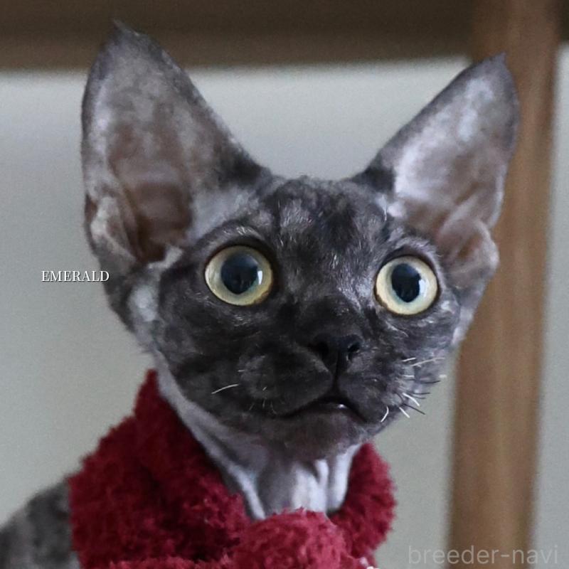 販売中の愛知県のデボンレックス-129008の3枚目