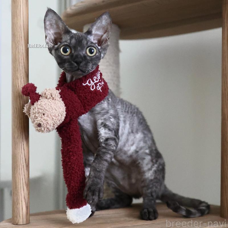 販売中の愛知県のデボンレックス-129008