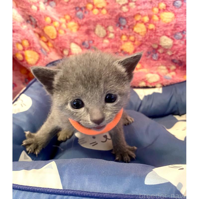 販売中の東京都のロシアンブルー-136806