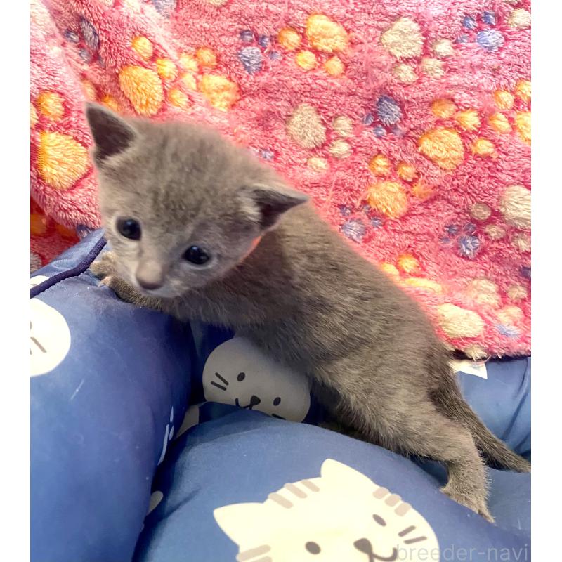 販売中の東京都のロシアンブルー-136806の16枚目