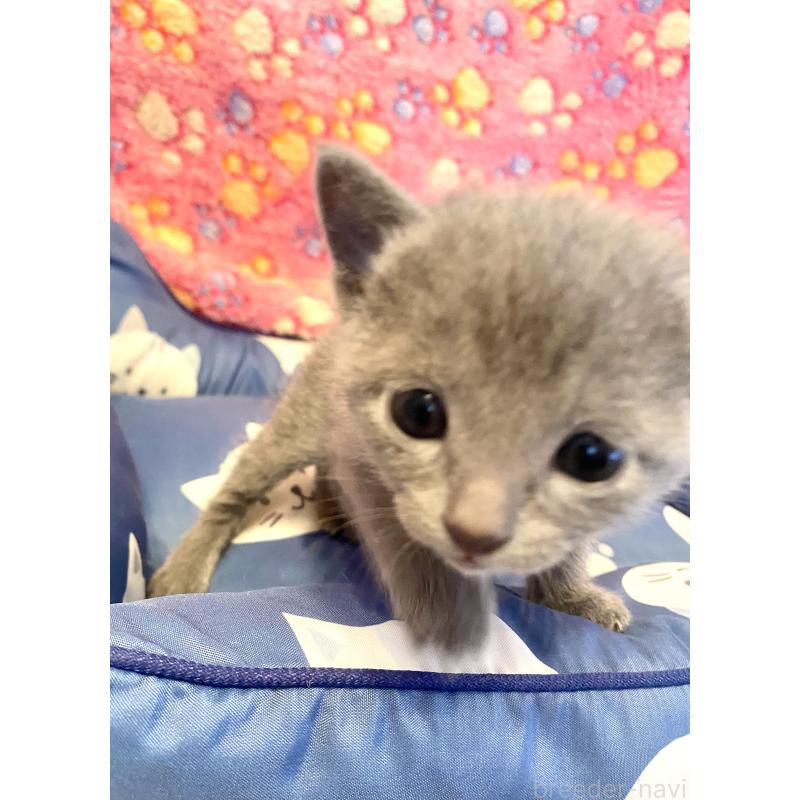 販売中の東京都のロシアンブルー-136806の15枚目