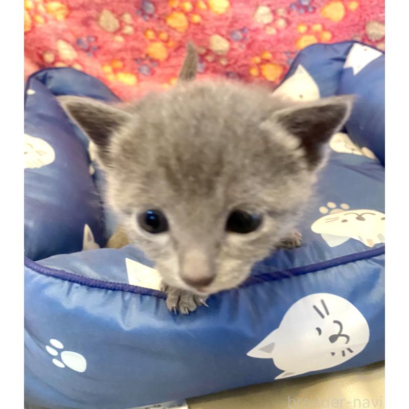 販売中の東京都のロシアンブルー-136806の14枚目