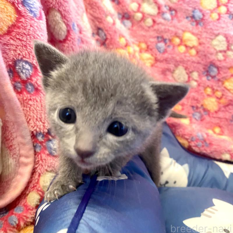 販売中の東京都のロシアンブルー-136806の13枚目