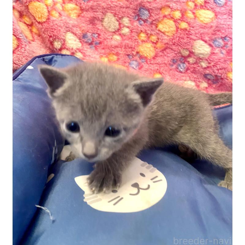 販売中の東京都のロシアンブルー-136806の12枚目