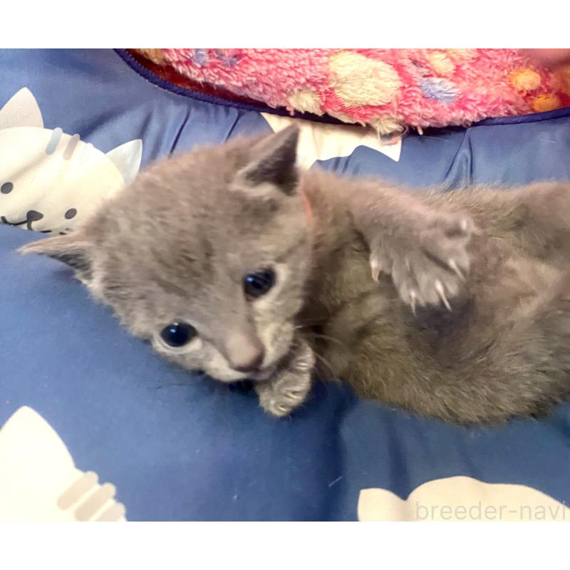 販売中の東京都のロシアンブルー-136806の10枚目