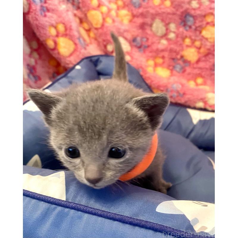 販売中の東京都のロシアンブルー-136806の9枚目