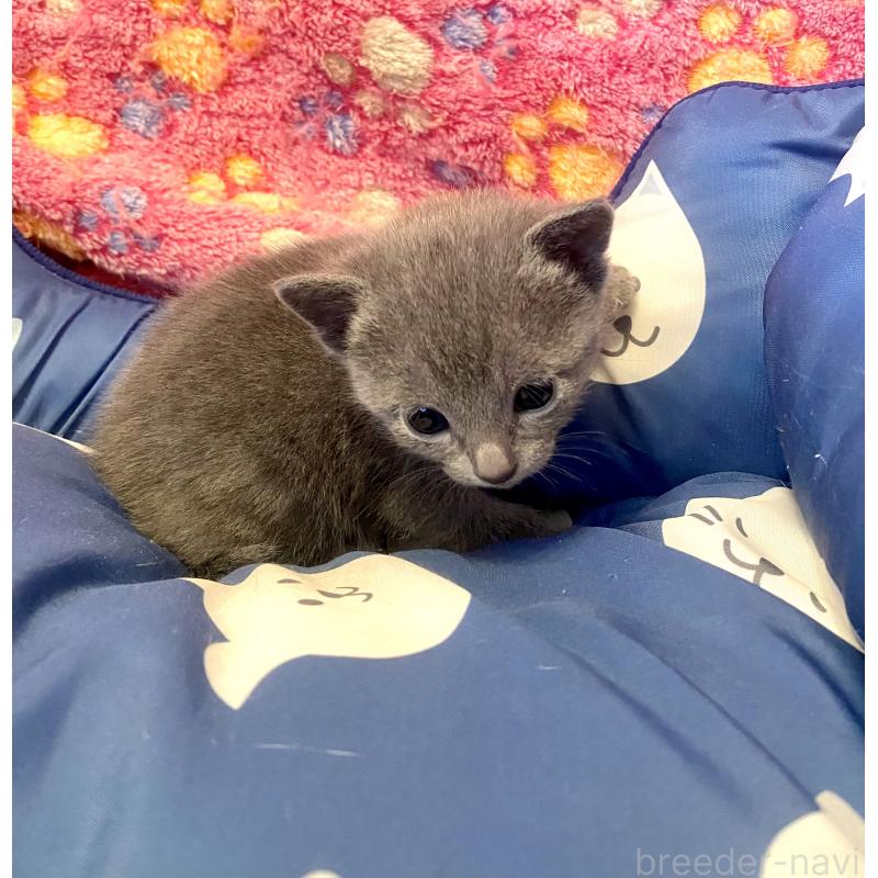 販売中の東京都のロシアンブルー-136806の7枚目