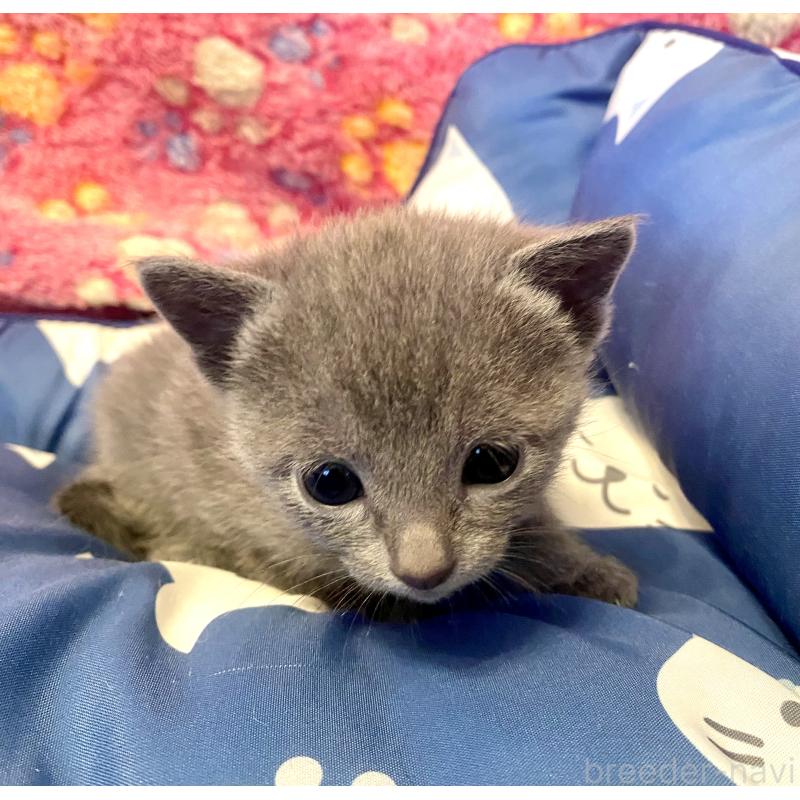 販売中の東京都のロシアンブルー-136806の5枚目